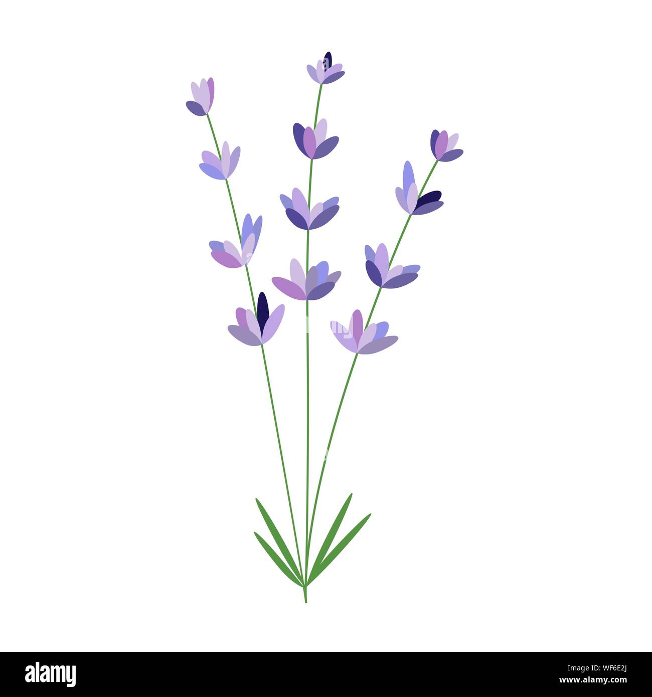 Lavender flower. Vector packaging design template and emblem - beauty and cosmetic oil - lavender Stock Vector Image & Art - Alamy Lavender flower. Vector packaging design template and emblem - beauty and cosmetic oil - lavender Stock Vector Image & Art - Alamy