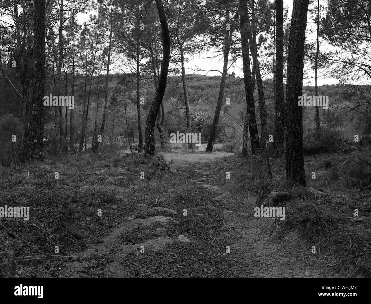 Pathway with trees hi-res stock photography and images - Alamy