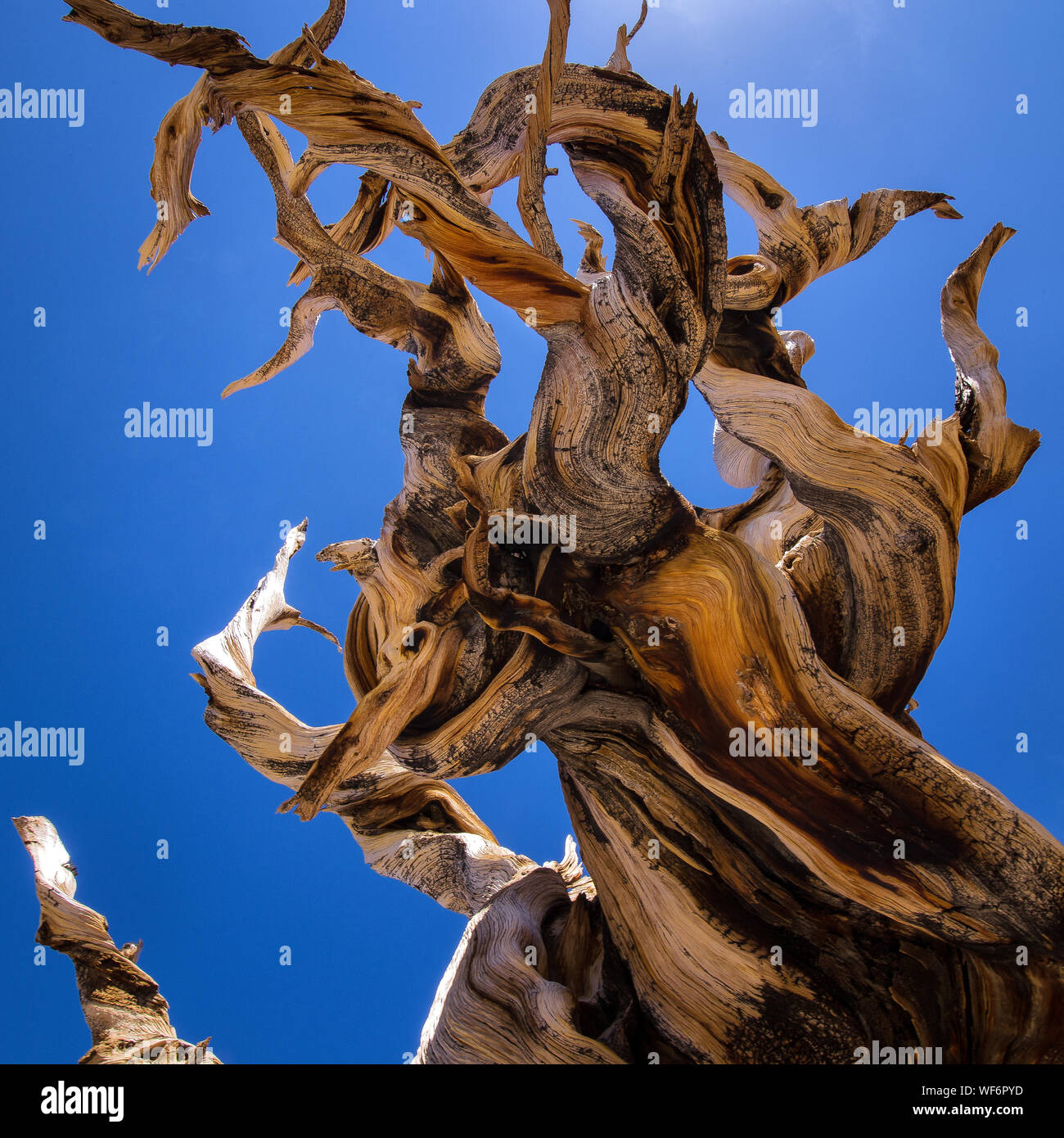 Close-up Of Bristlecone Pine Against Clear Blue Sky Stock Photo