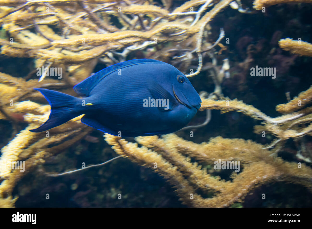 Atlantic blue tang fish (Acanthurus coeruleus). Stock Photo