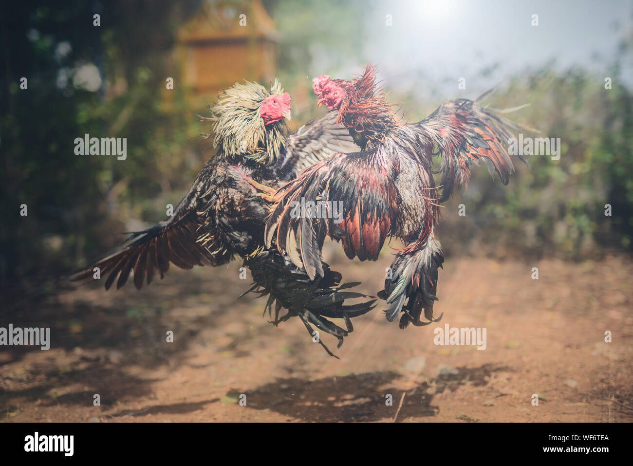 Chickens fighting hires stock photography and images Alamy