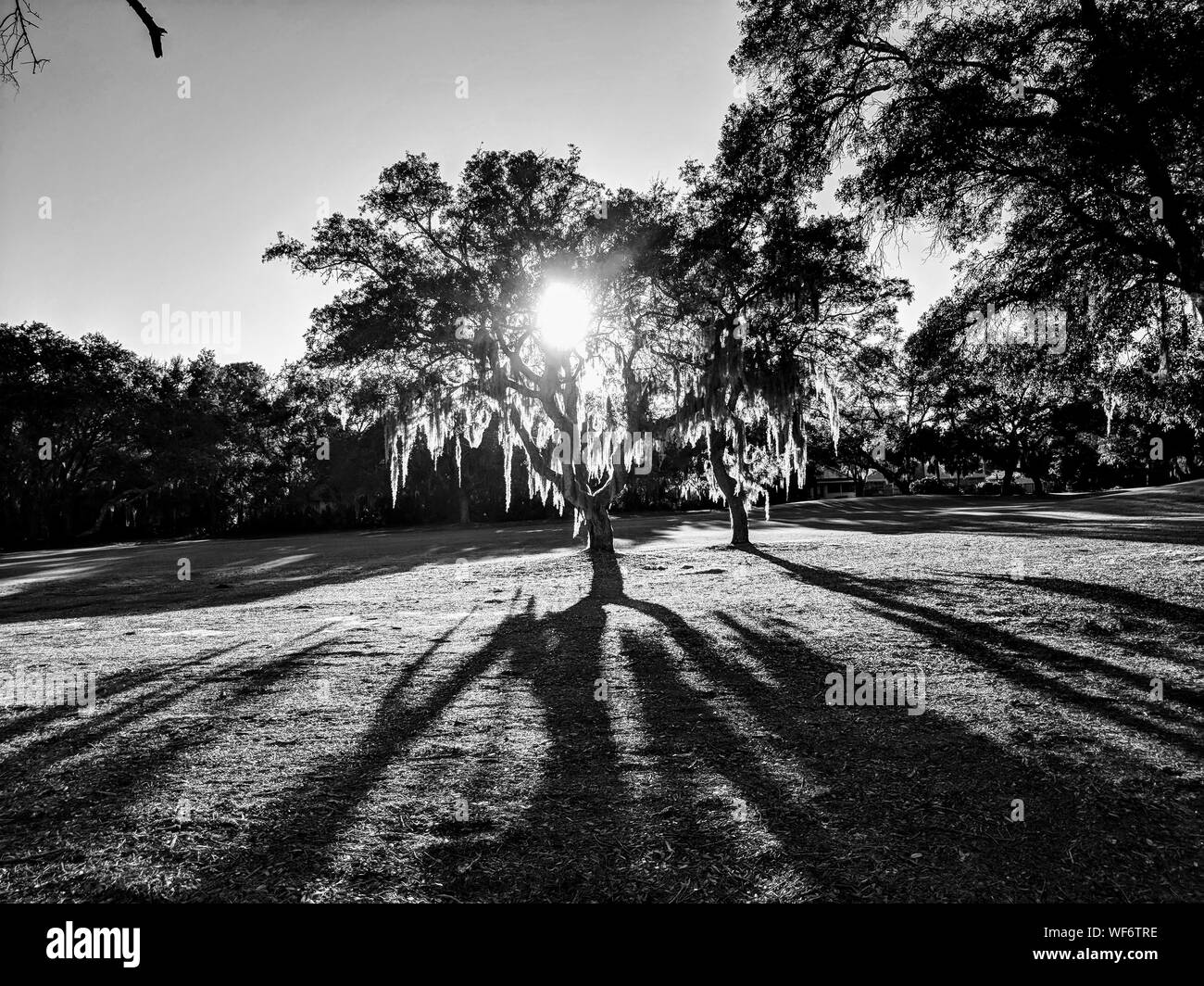 Silhouette trees sunset sunset Black and White Stock Photos & Images ...