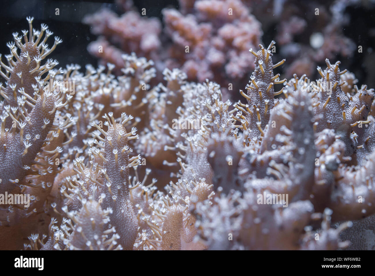 Macro shot of a Colt Coral. Stock Photo