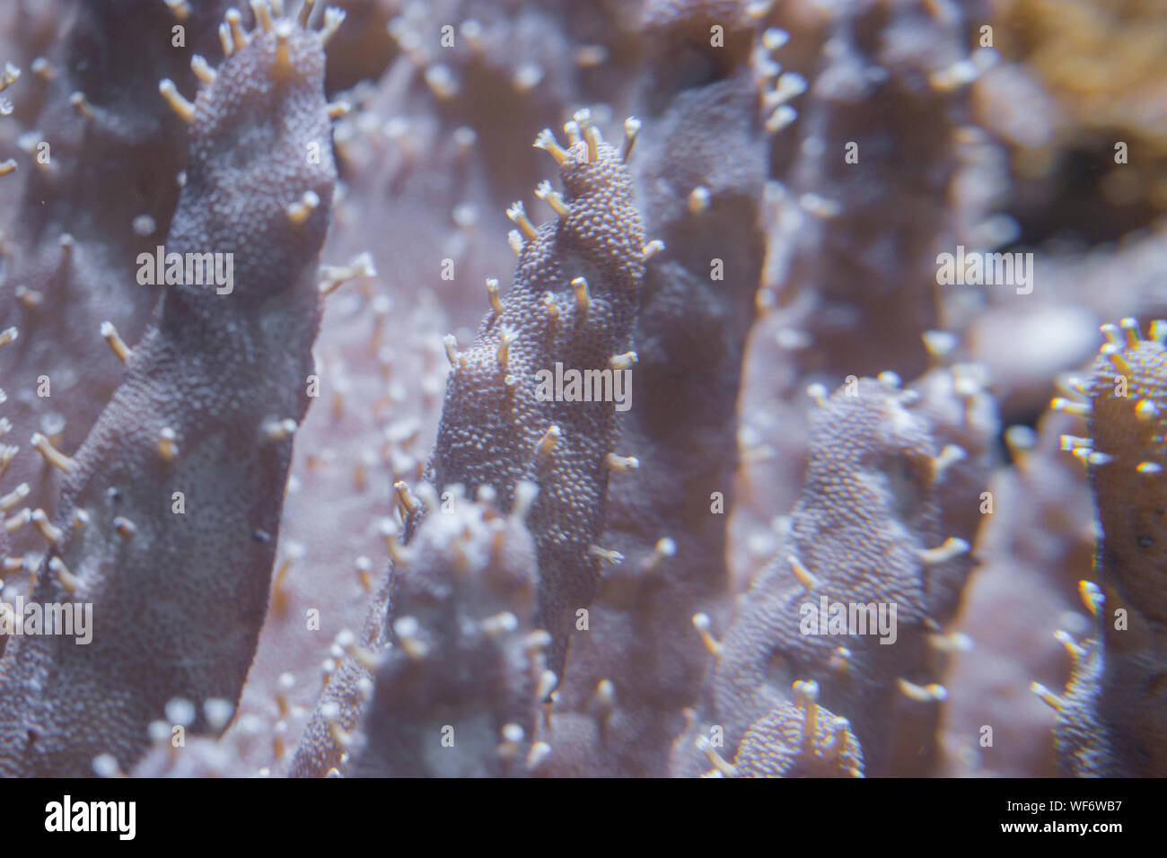Macro shot of a Colt Coral. Stock Photo
