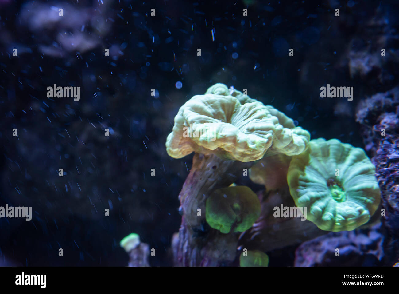 Close up of a Trumpet Coral Stock Photo