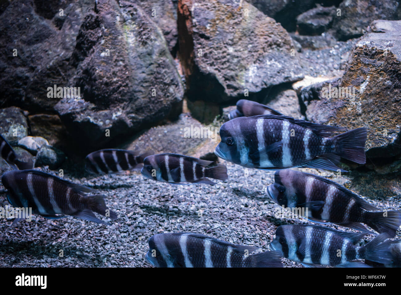 The humphead cichlid fish inside an aquarium. Stock Photo