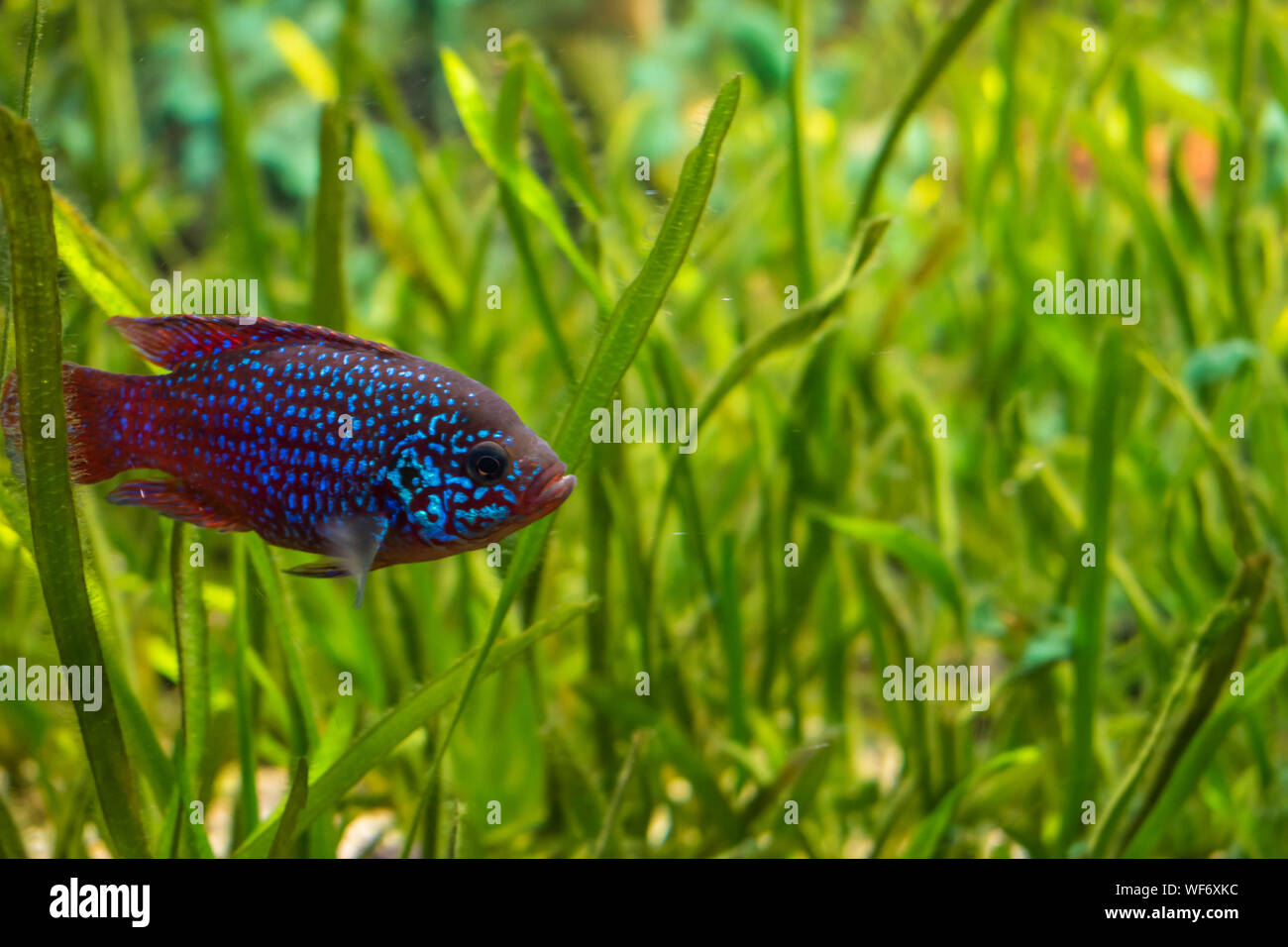 View of Hemichromis Letourneuxi fish inside an aquarium. Stock Photo