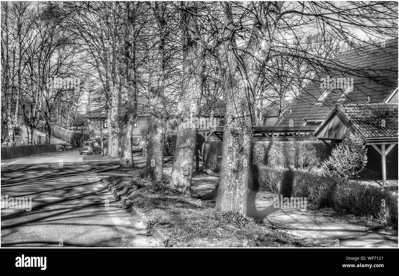 Empty Footpath Amidst Trees Stock Photo Alamy