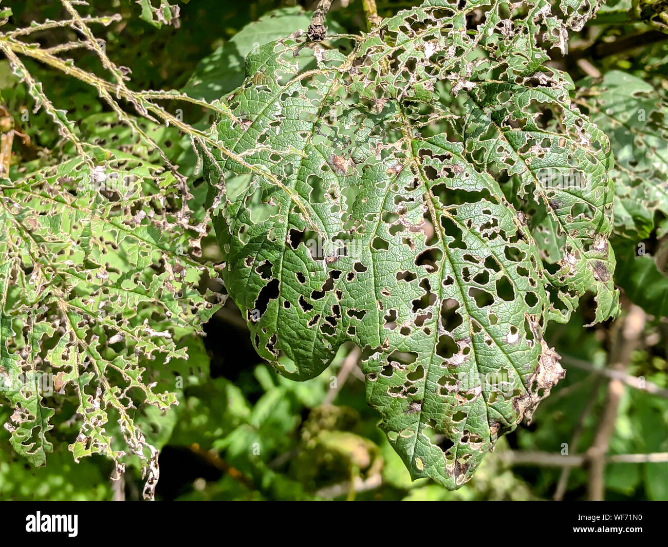 green leaf affected or damaged by insect pests. closeup view Stock Photo
