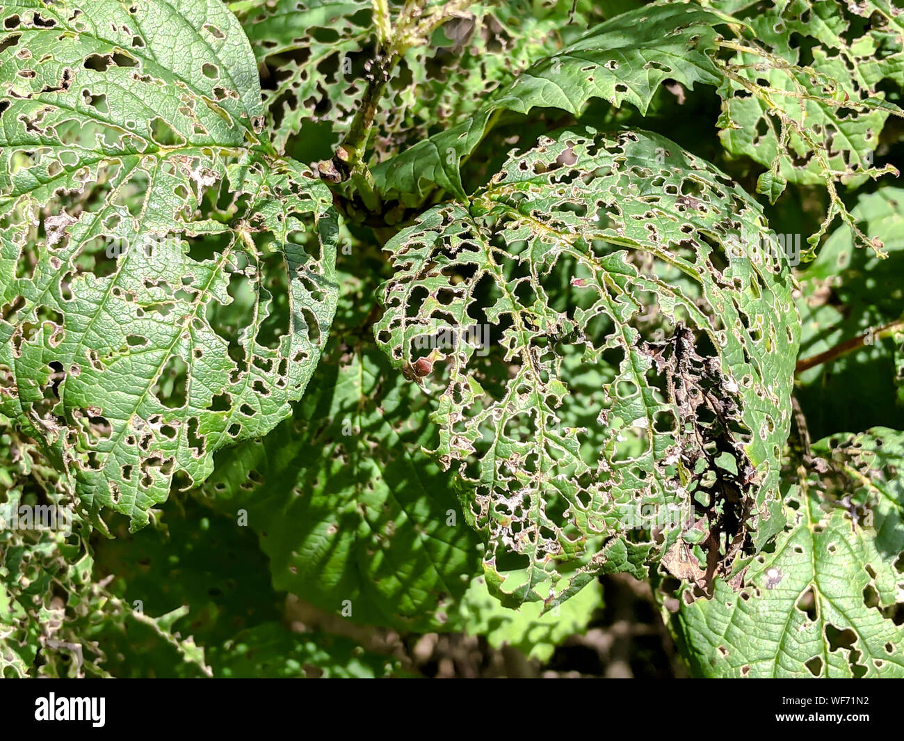 green leaves, eaten by garden pests. leaf with holes damaged by insect Stock Photo