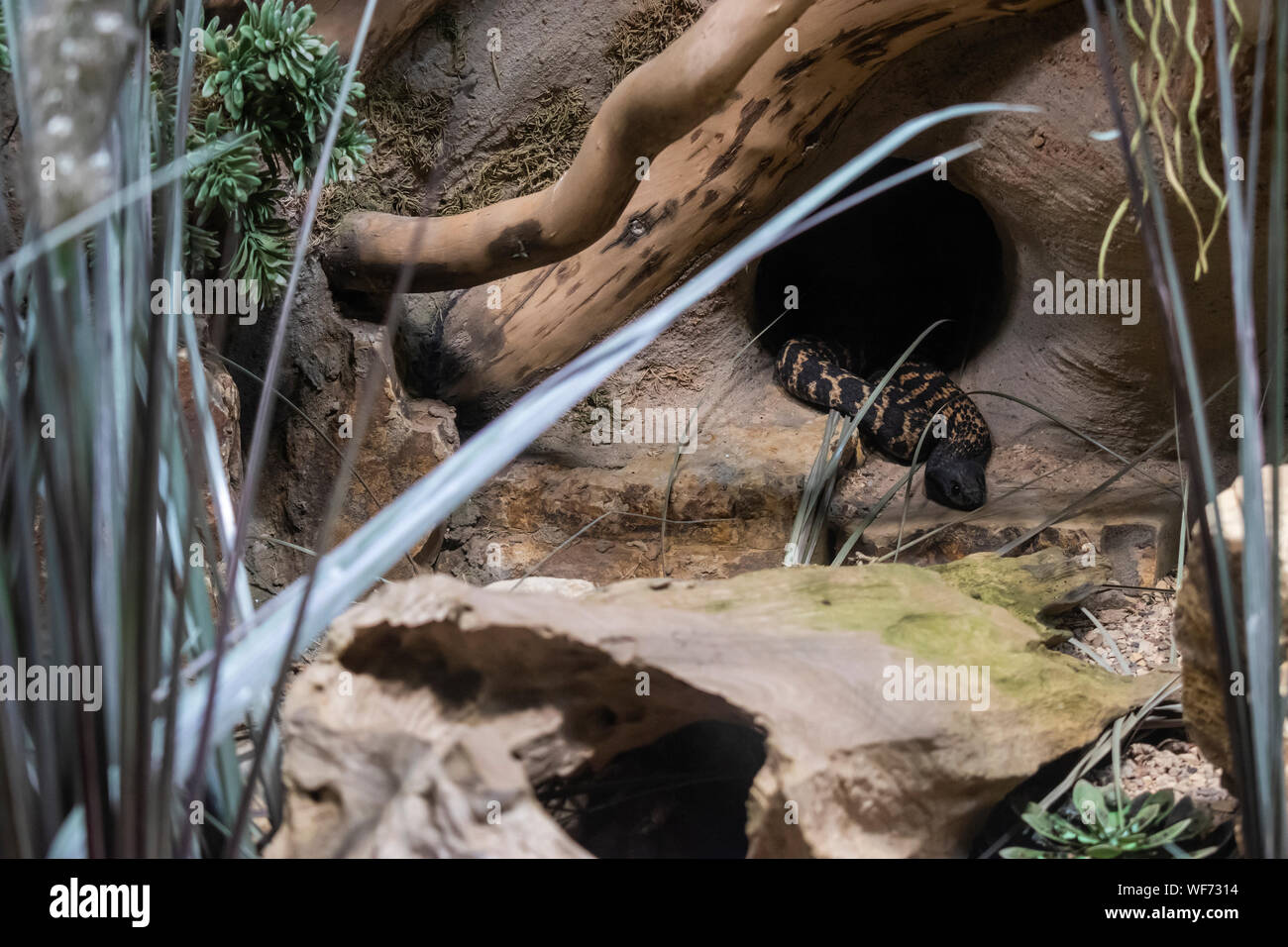 Ring-necked spitting cobra (Hemachatus haemachatus) resting in a hole. Stock Photo