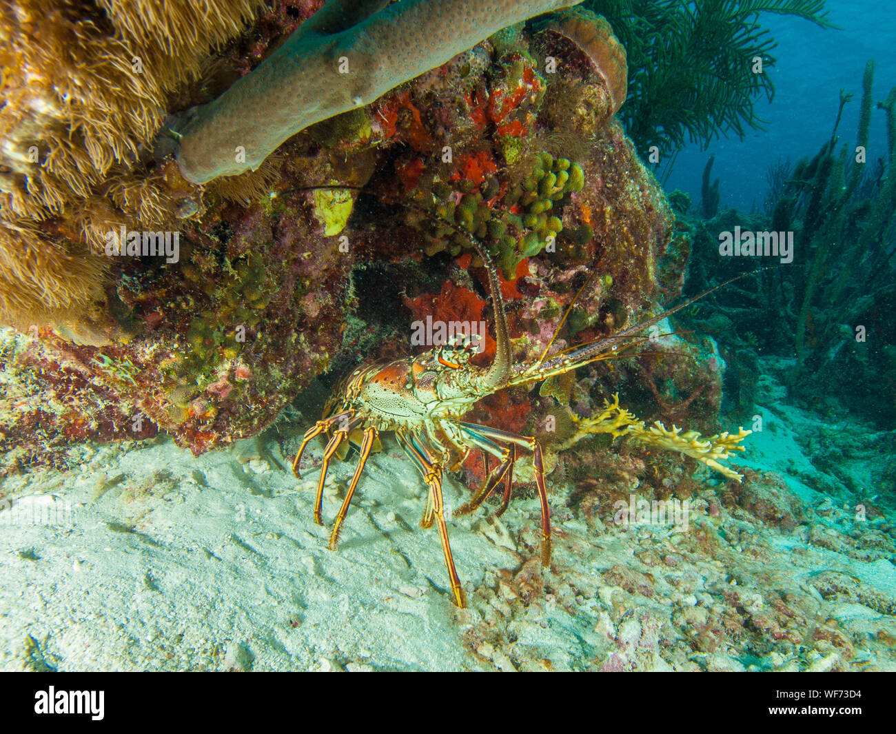 underwater  Caribbean Spiny lobster (Panulirus argus) inhabits tropical and subtropical waters of the Atlantic Ocean, Caribbean Sea, Stock Photo