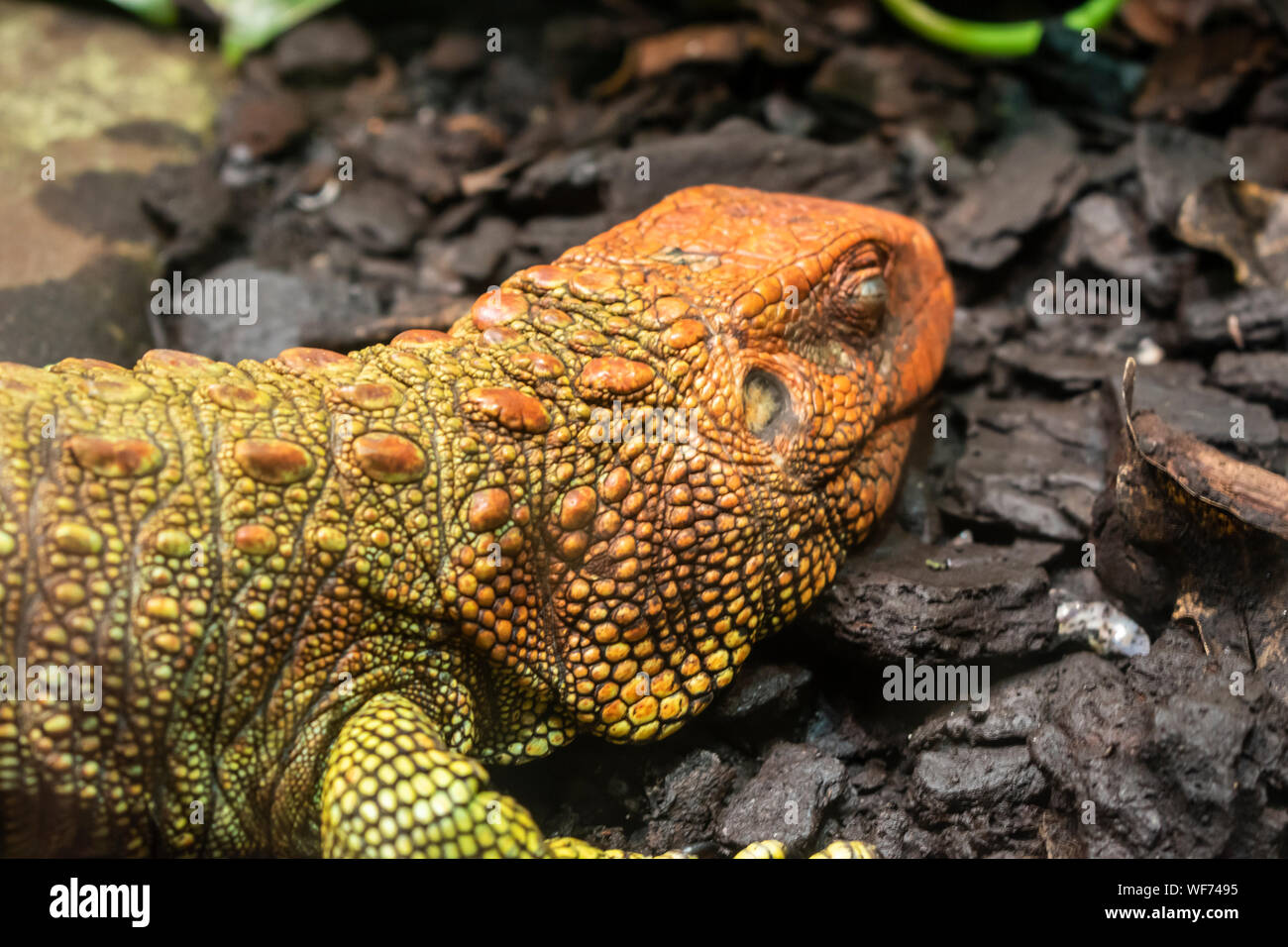 The northern caiman lizard (Dracaena guianensis) is a species of lizard found in northern South America. Stock Photo