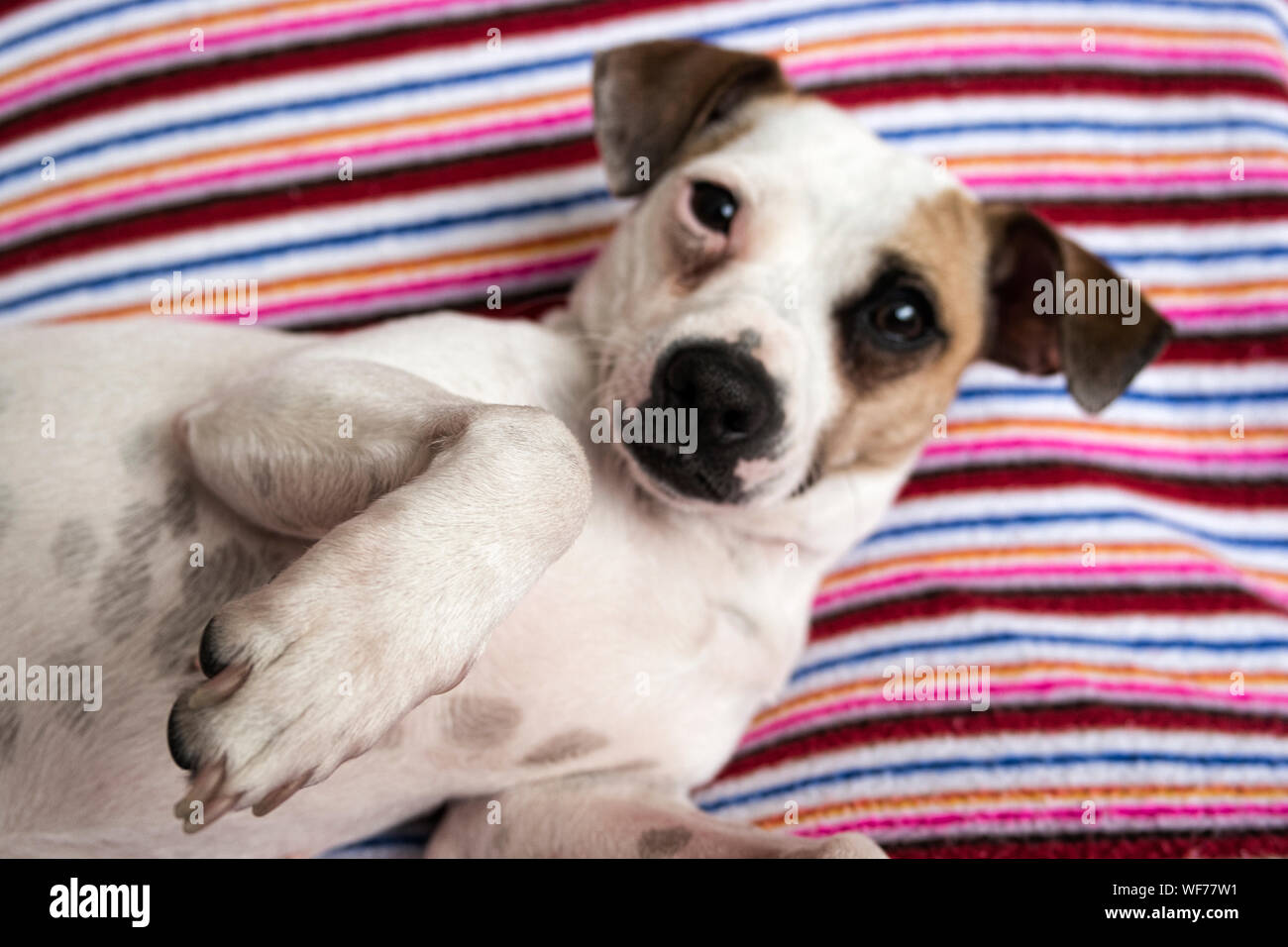 Striped Jack Stock Photos Striped Jack Stock Images Alamy