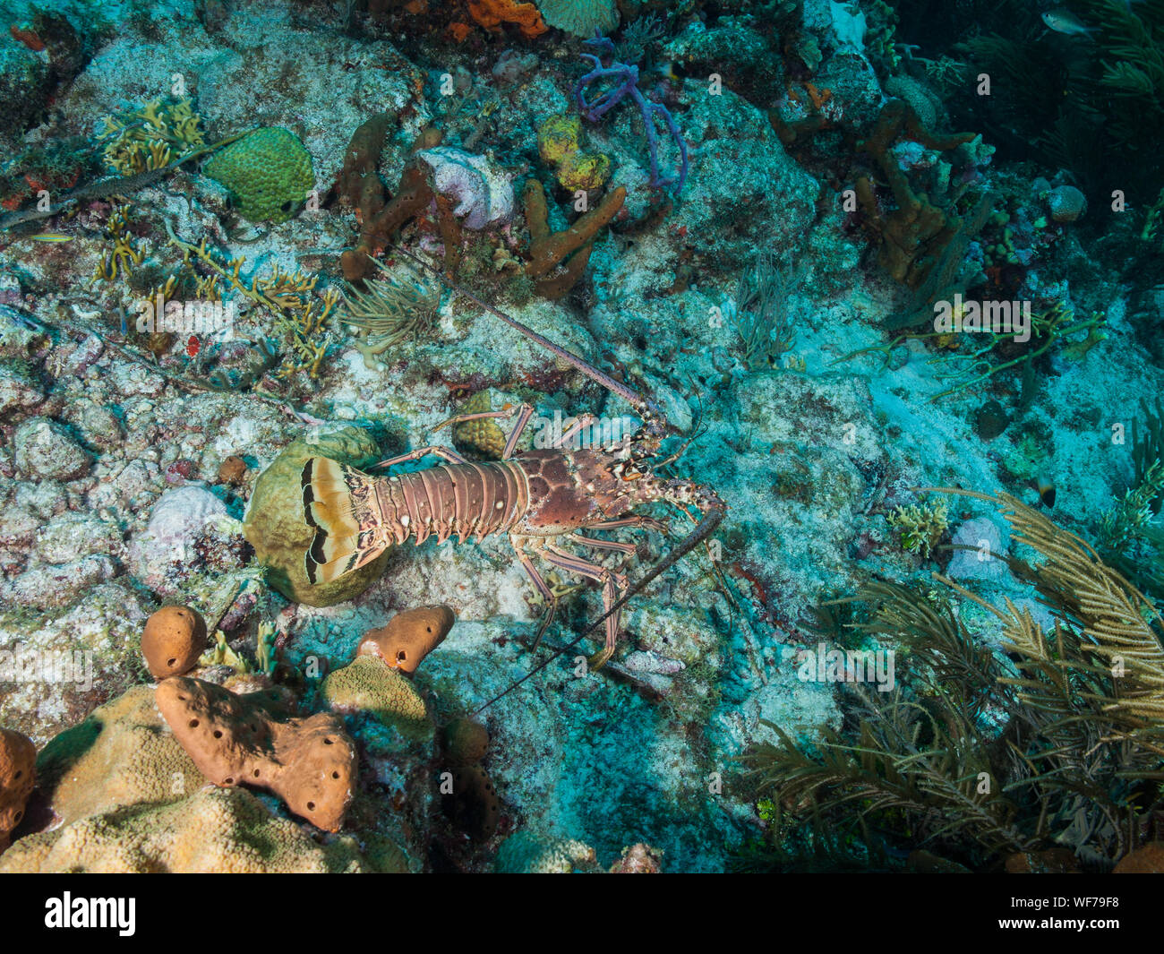 underwater  Caribbean Spiny lobster (Panulirus argus) inhabits tropical and subtropical waters of the Atlantic Ocean, Caribbean Sea, Stock Photo