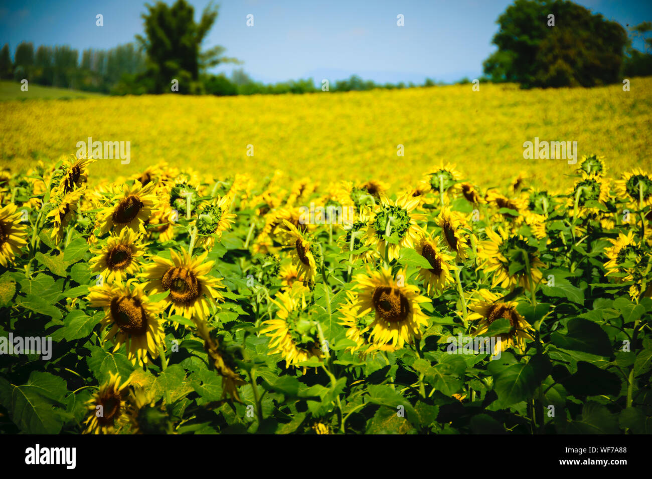 Sunflowers Growing In Field Stock Photo Alamy