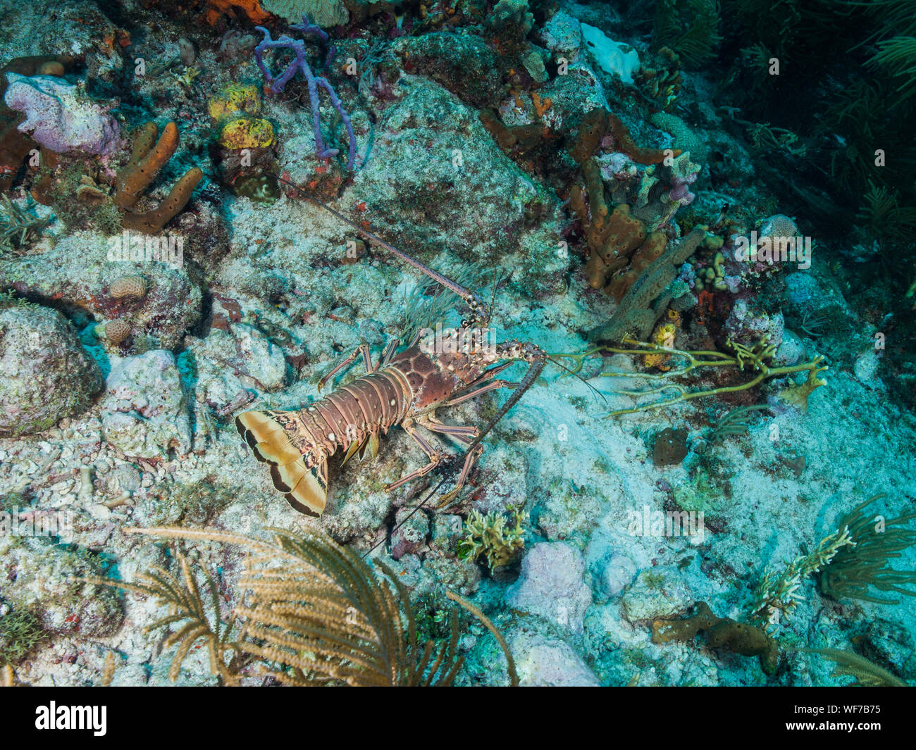 underwater  Caribbean Spiny lobster (Panulirus argus) inhabits tropical and subtropical waters of the Atlantic Ocean, Caribbean Sea, Stock Photo