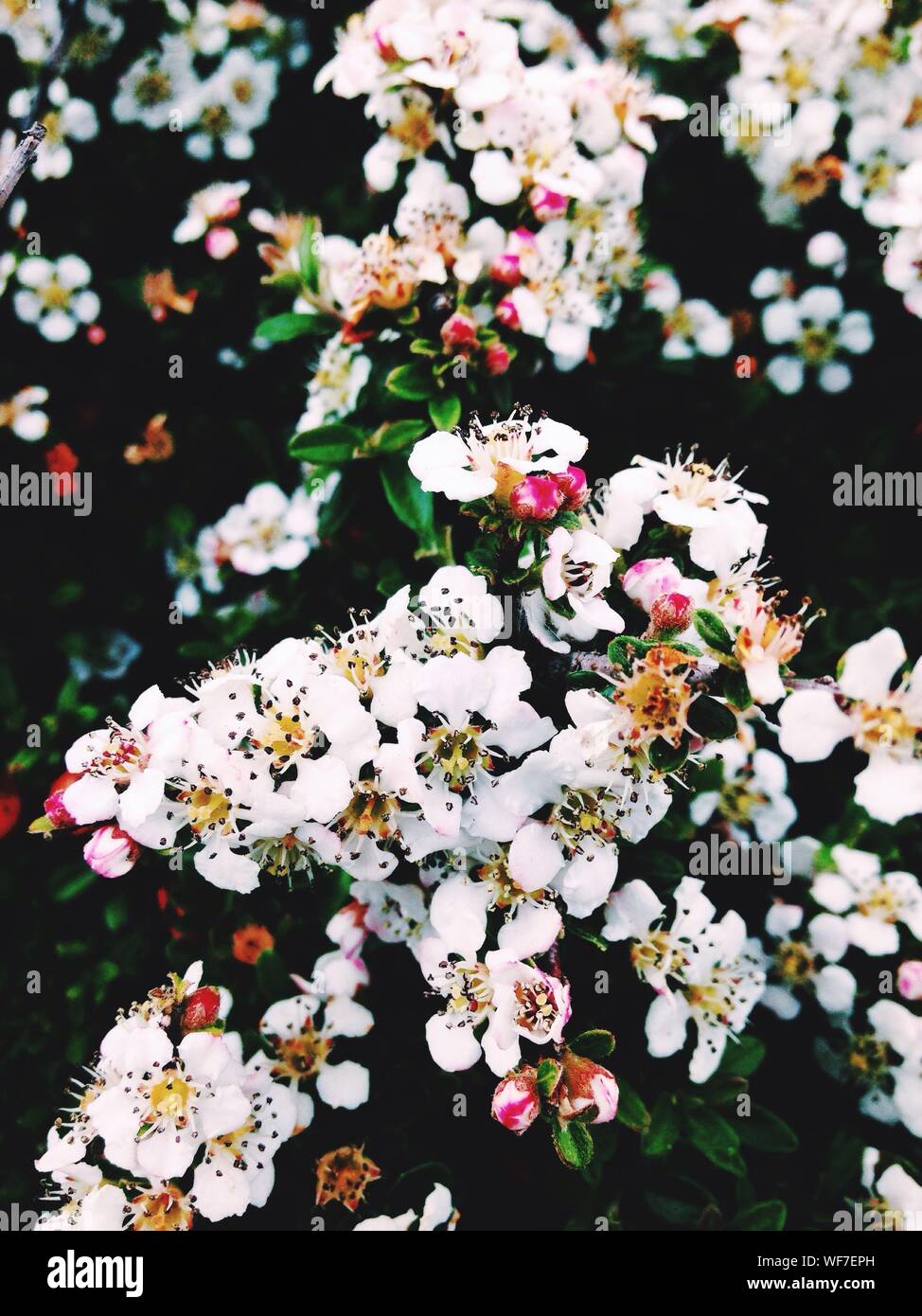 Pink White Flowers High Resolution Stock Photography and Images - Alamy