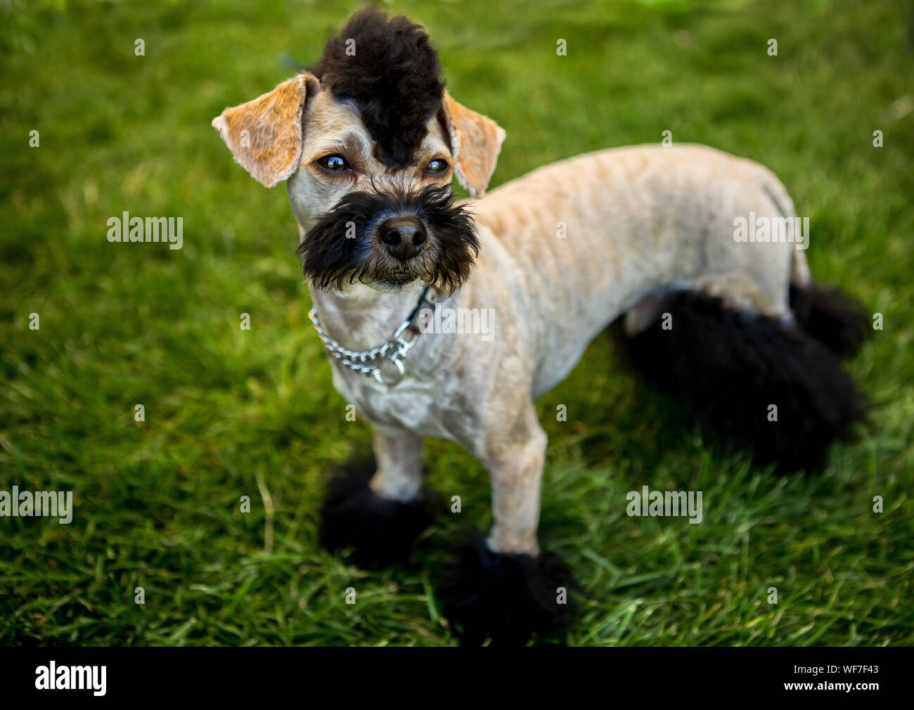 Animal Haircut Stock Photos Animal Haircut Stock Images Alamy