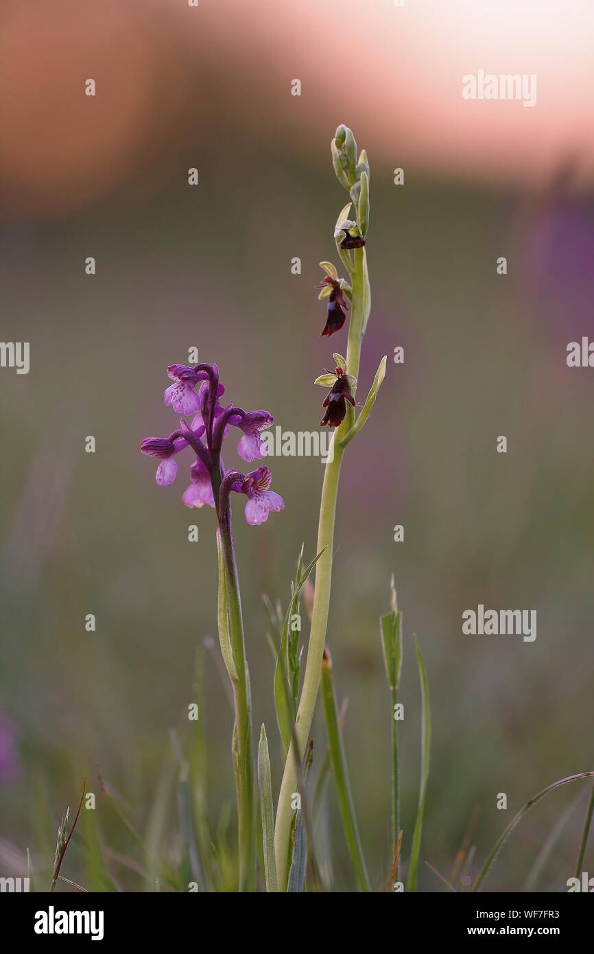 Plant Stem Bearing Flowers And Buds Stock Photo Alamy