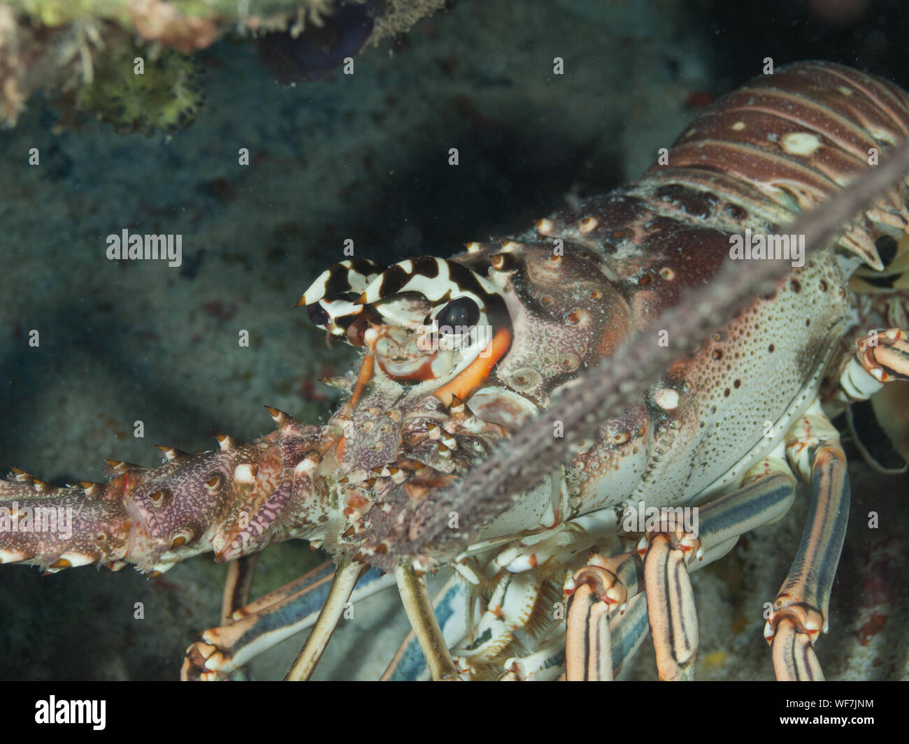 underwater  Caribbean Spiny lobster (Panulirus argus) inhabits tropical and subtropical waters of the Atlantic Ocean, Caribbean Sea, Stock Photo