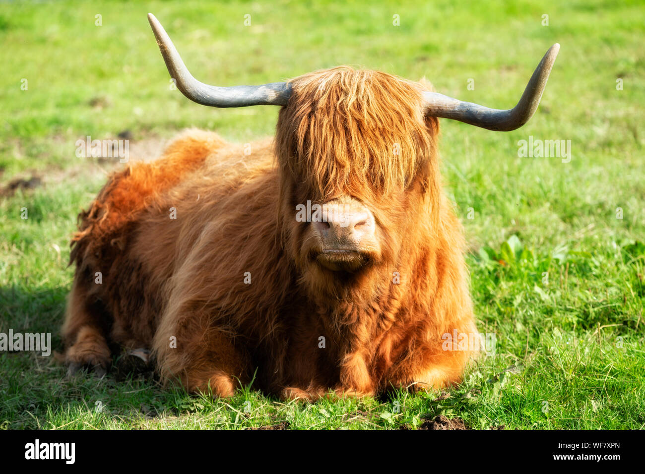 Scottish Highland cow Stock Photo