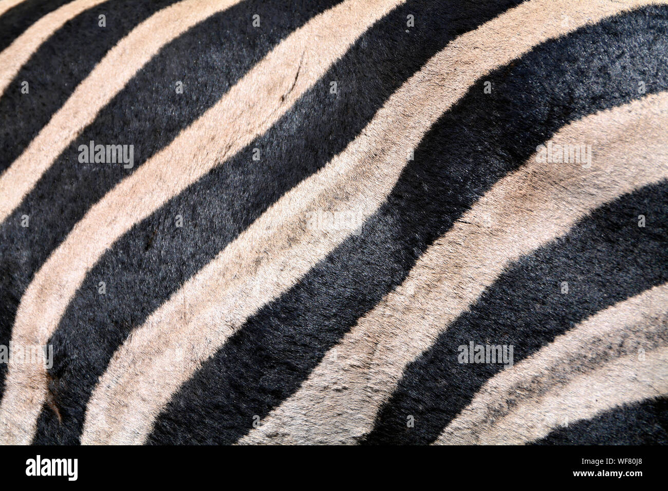 Full Frame Close Up Shot Of Zebra Stock Photo