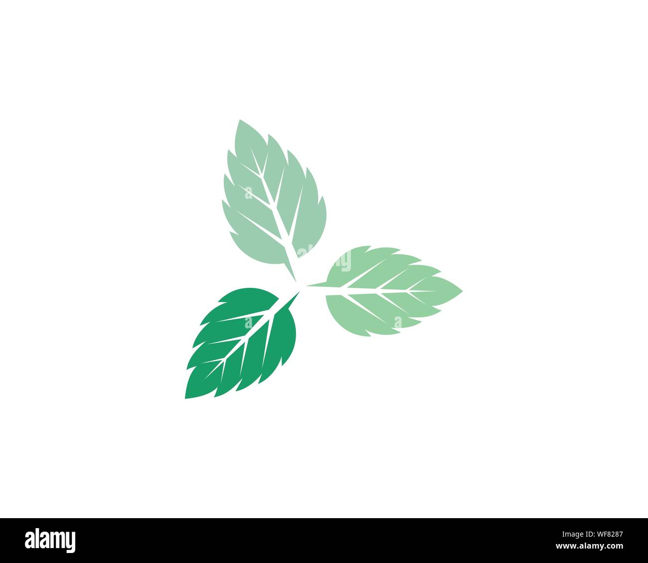 Mint leaves flat vector color icon template Stock Vector Image & Art Alamy