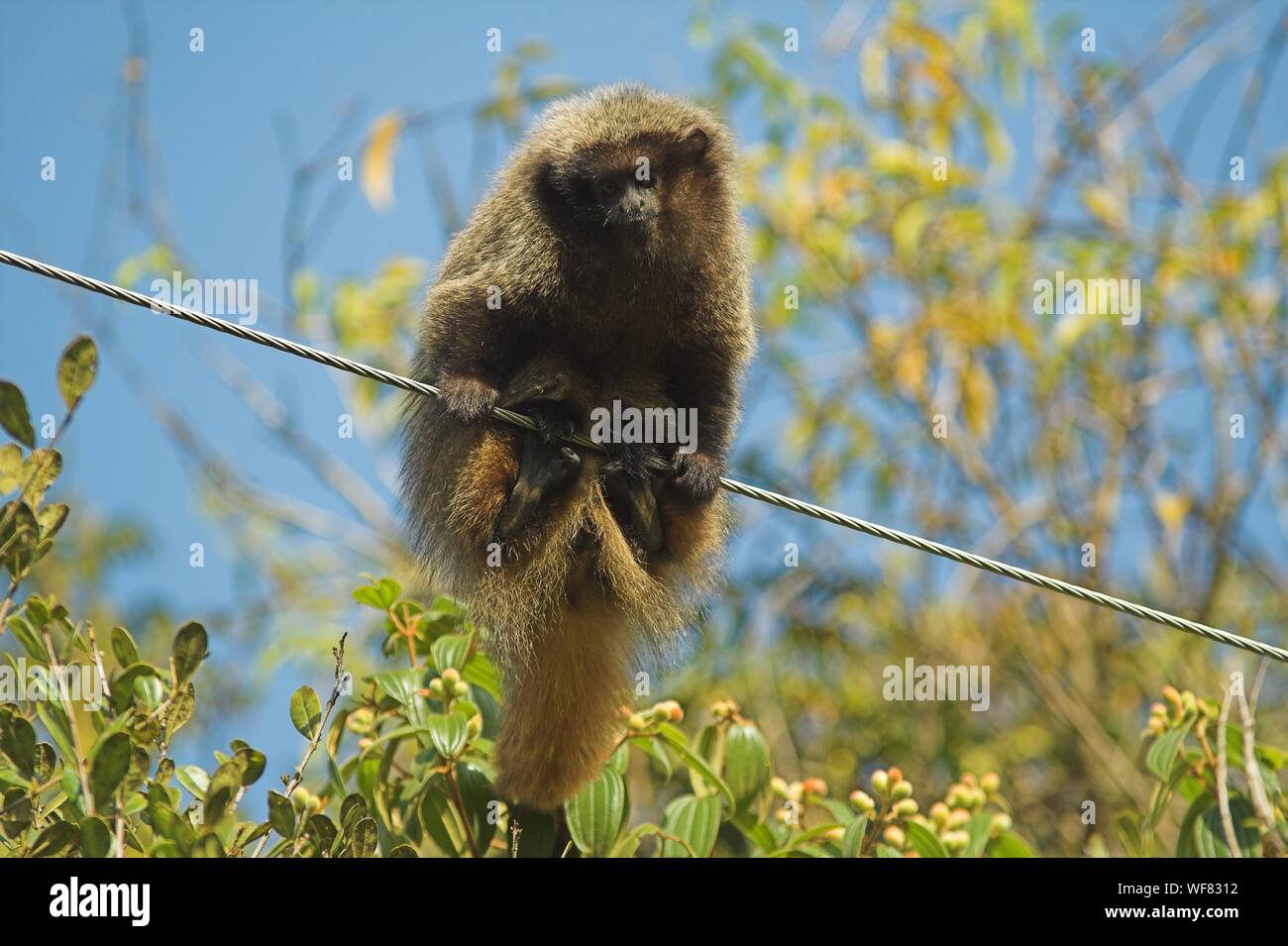 Black fronted titi hi-res stock photography and images - Alamy