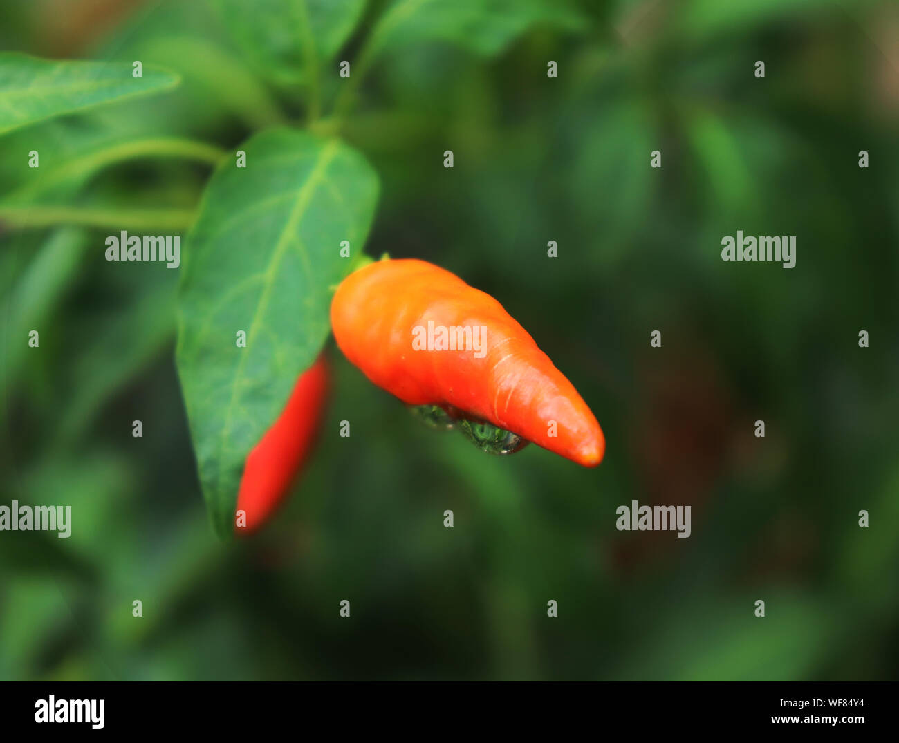 Red chili with raindrops, Red hot chili Stock Photo Alamy