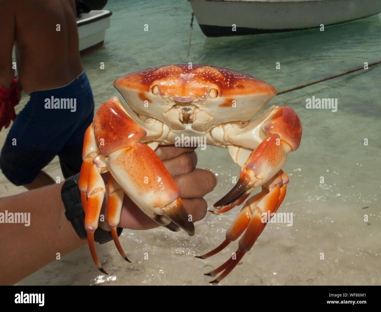 Arthropod Caribbean Caribbean Sea, Spiny Lobster, CloseUp, , Seafood