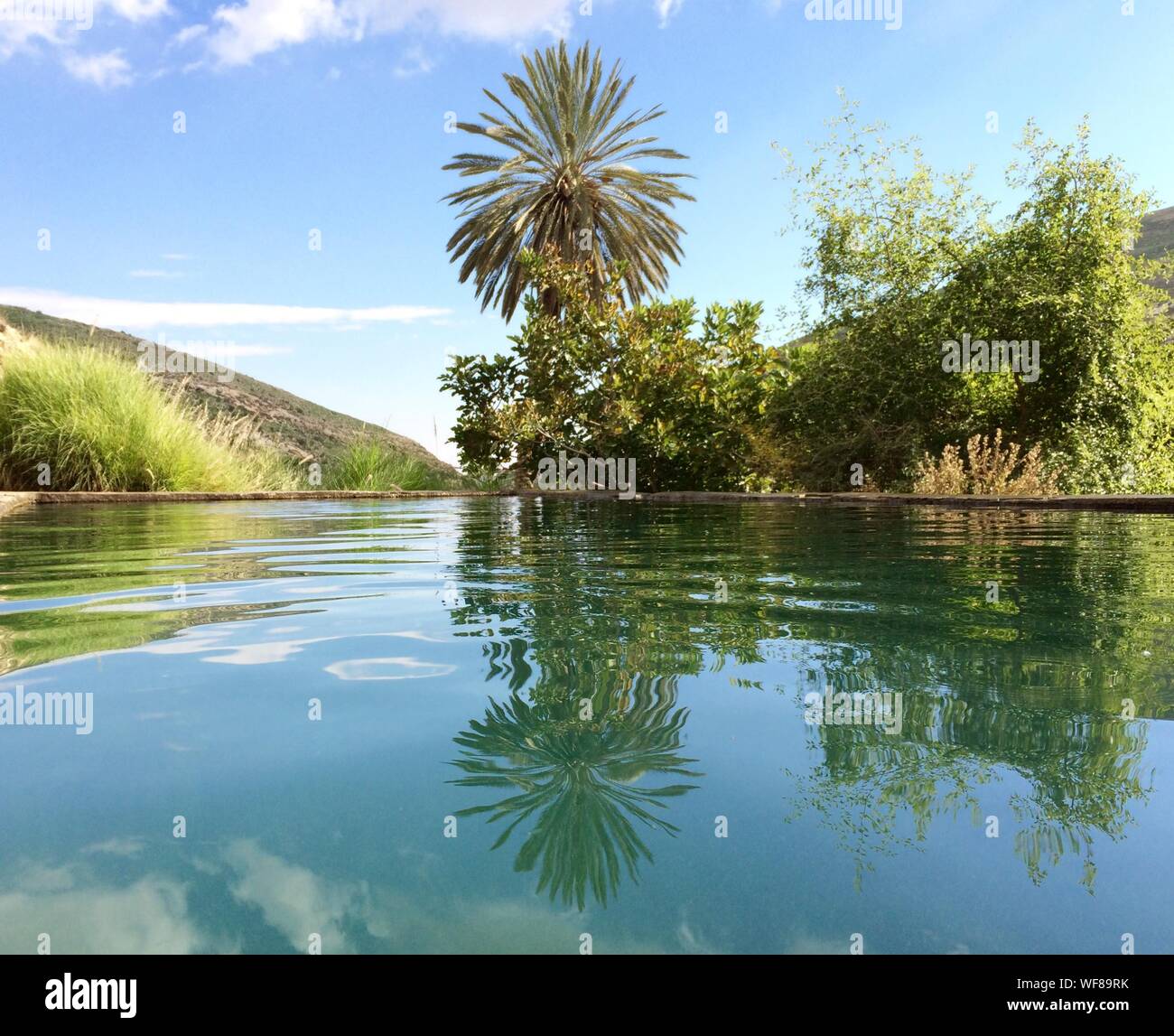Tropical Vegetation Reflecting In Pond Stock Photo