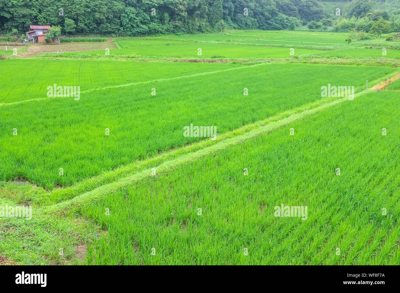 Rice paddy or paddy field in rural Narita in Japan. Stock Photo