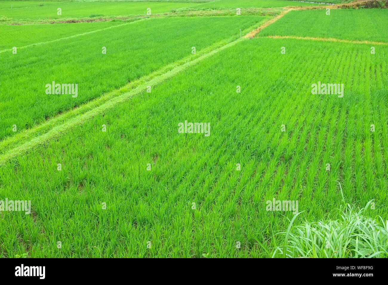 Rice paddy or paddy field in rural Narita in Japan. Stock Photo
