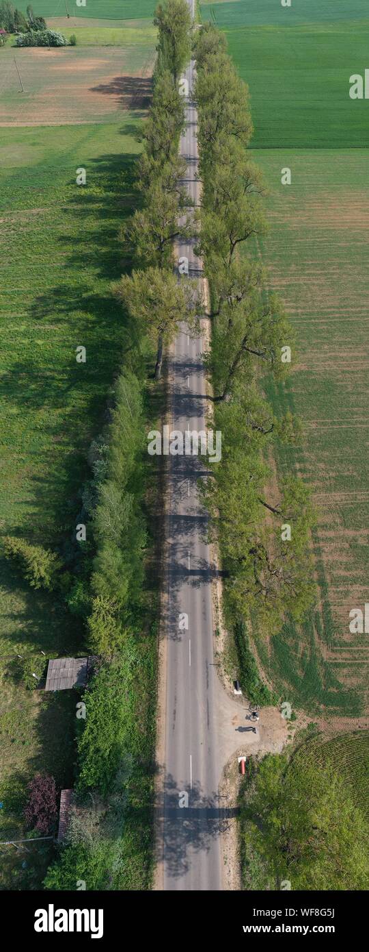 Rural road with old tree alley in nature park, vertical pano, aerial Stock Photo