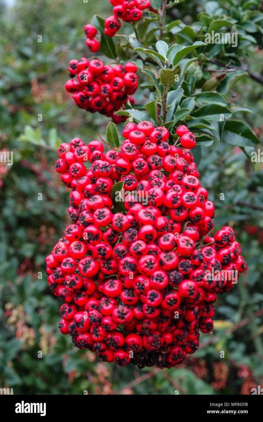 Beautiful Red Pyracantha berries Pyracantha coccinea 'Lalandei' Firethorn, Pyracantha red berries Stock Photo