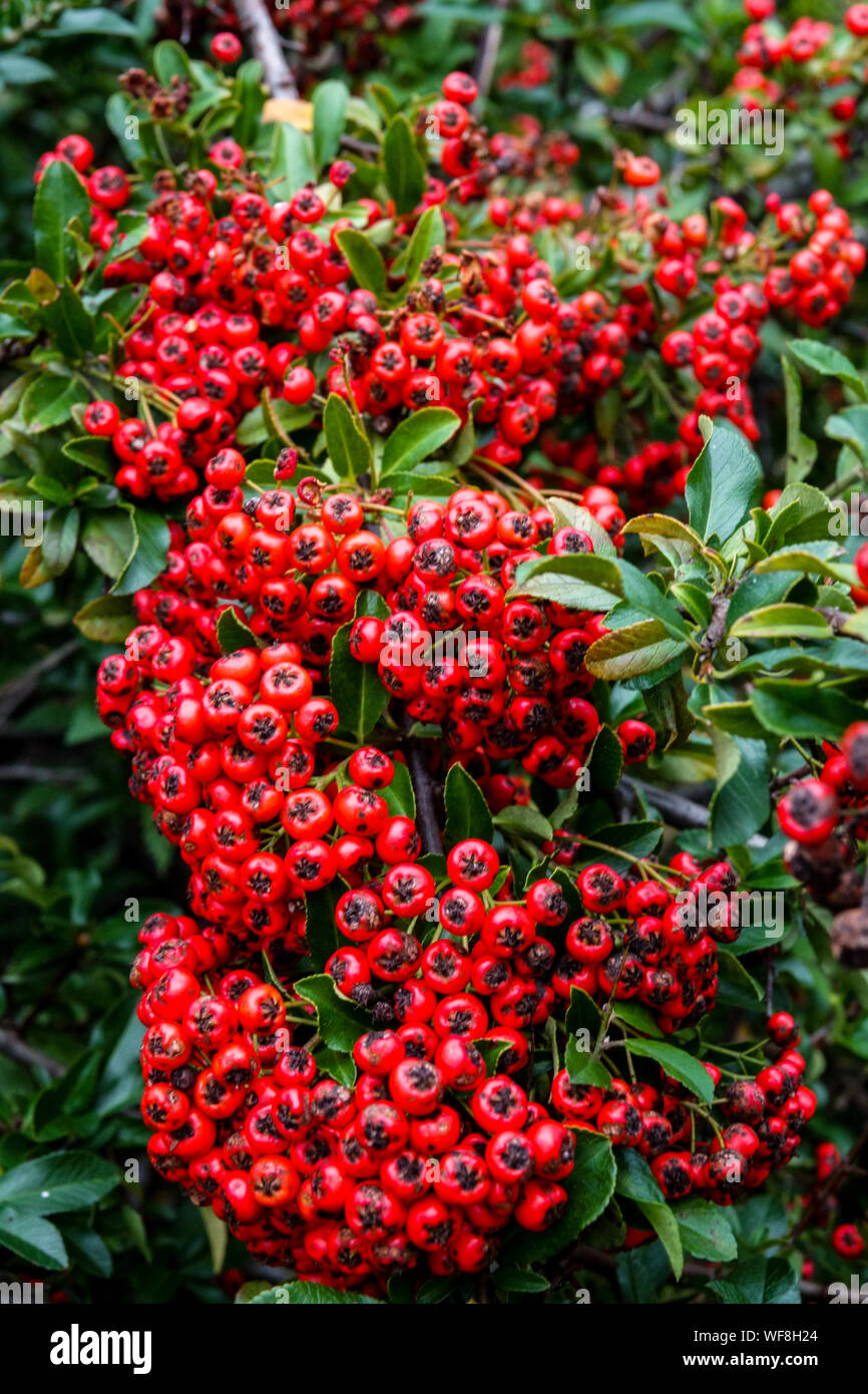 Red Pyracantha coccinea 'Lalandei' Firethorn, Pyracantha, Red berries, Autumn Stock Photo