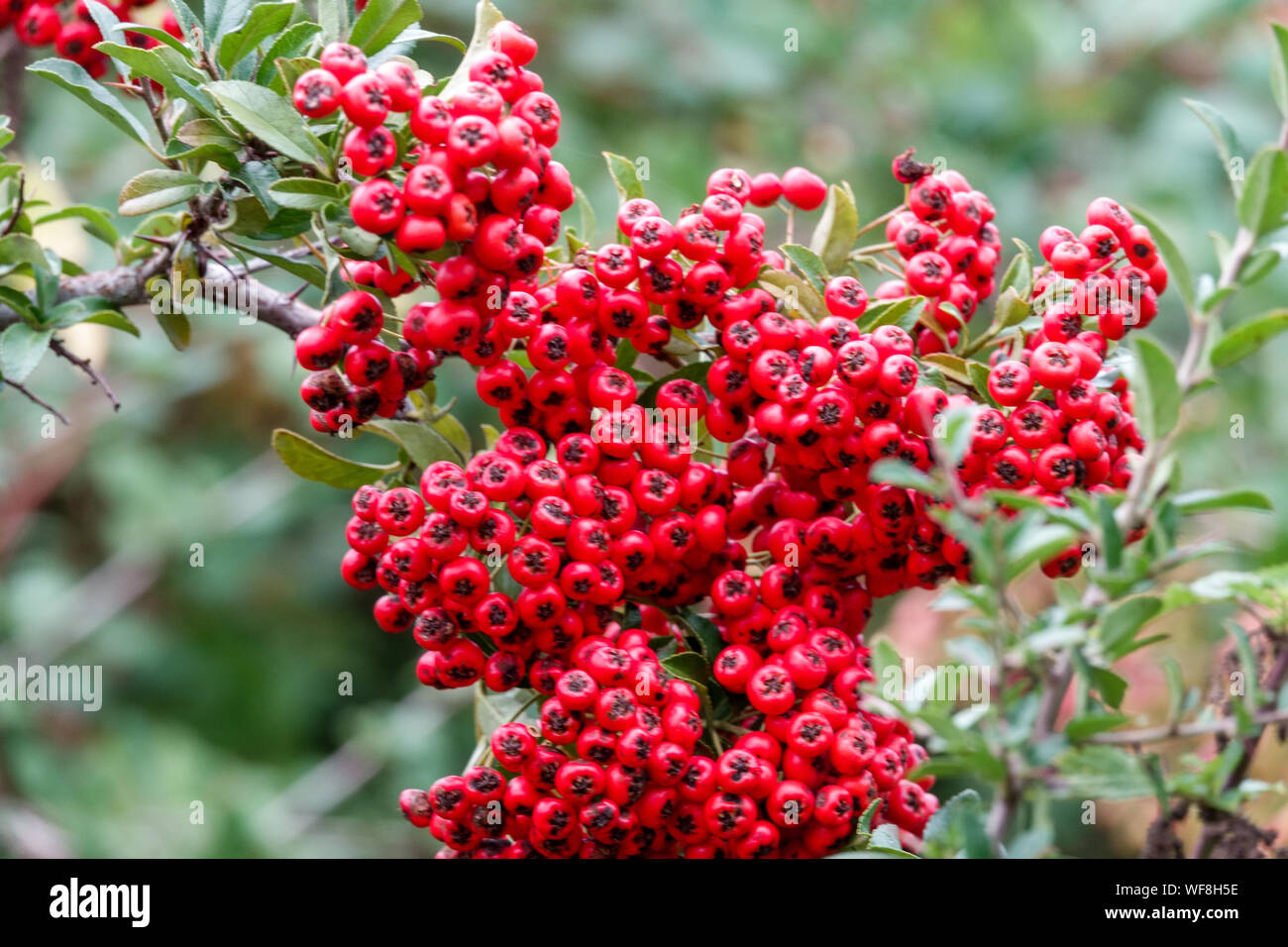 Firethorn Pyracantha red berries autumn 'Lalandei' Red Pyracantha Stock Photo