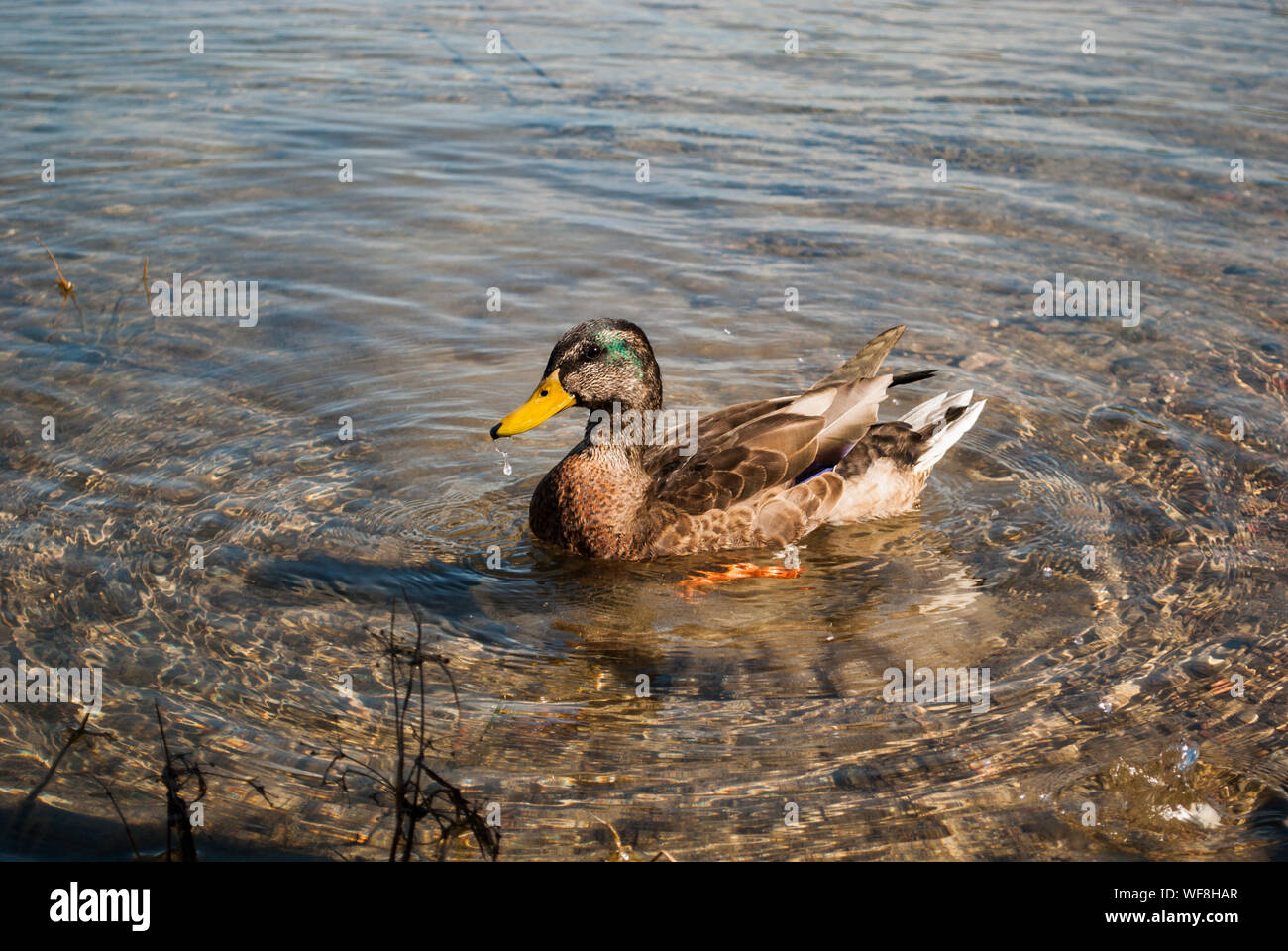 A Duck Made a Bubble Stock Photo