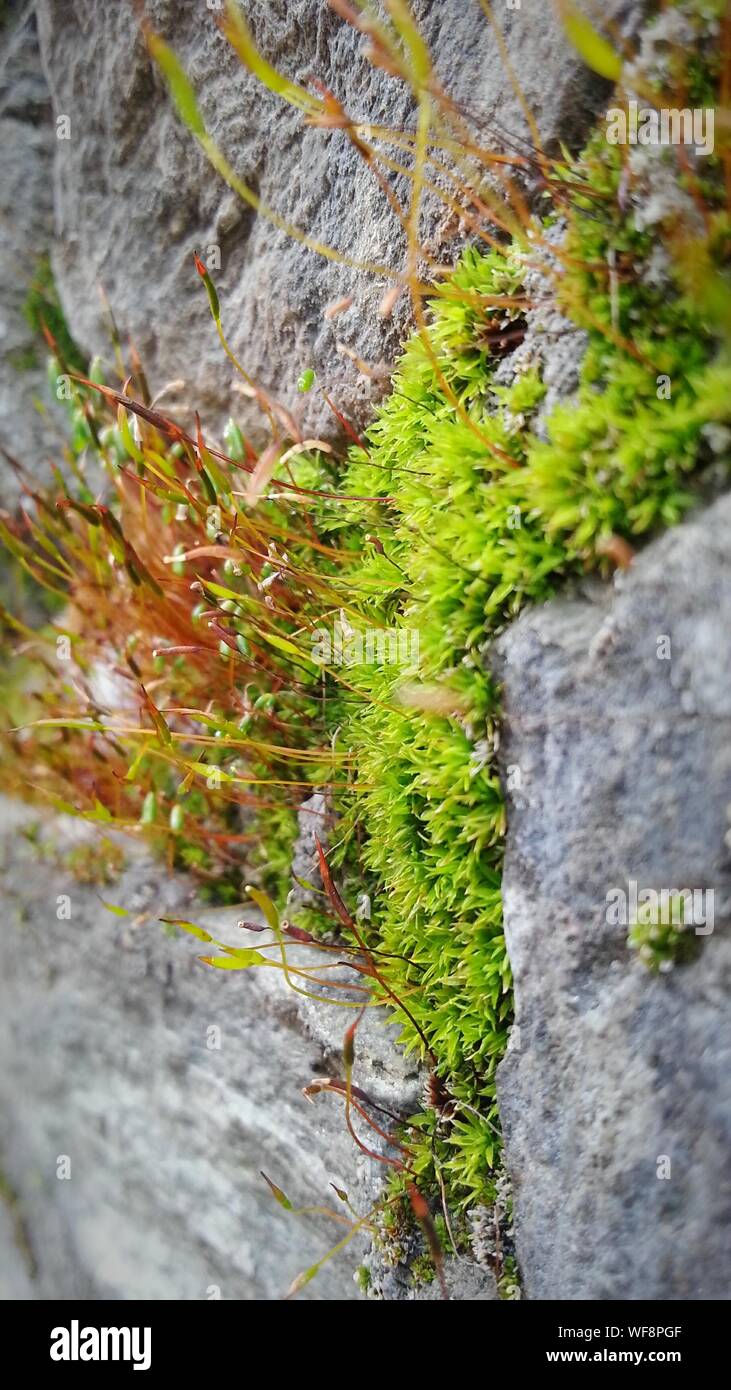 Moss growing on rocks hires stock photography and images Alamy