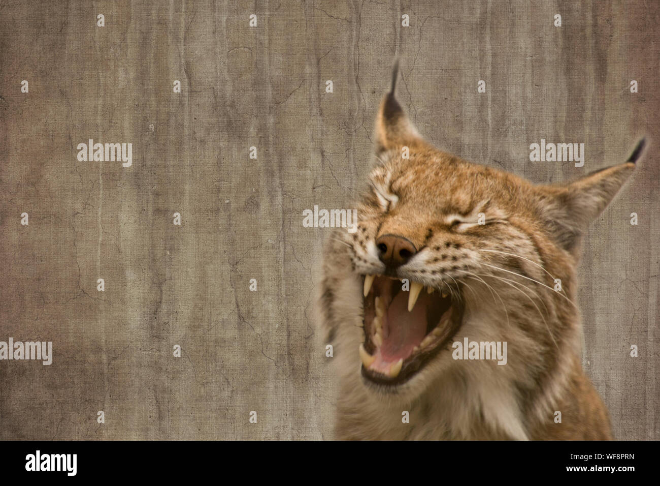 Linx High Resolution Stock Photography And Images Alamy