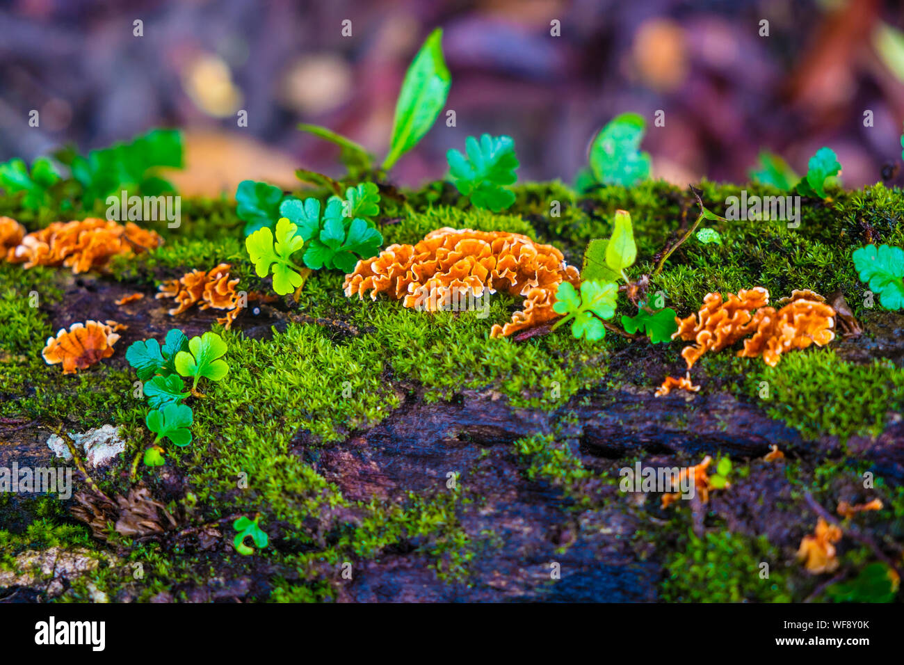 Marigold mushroom hires stock photography and images Alamy