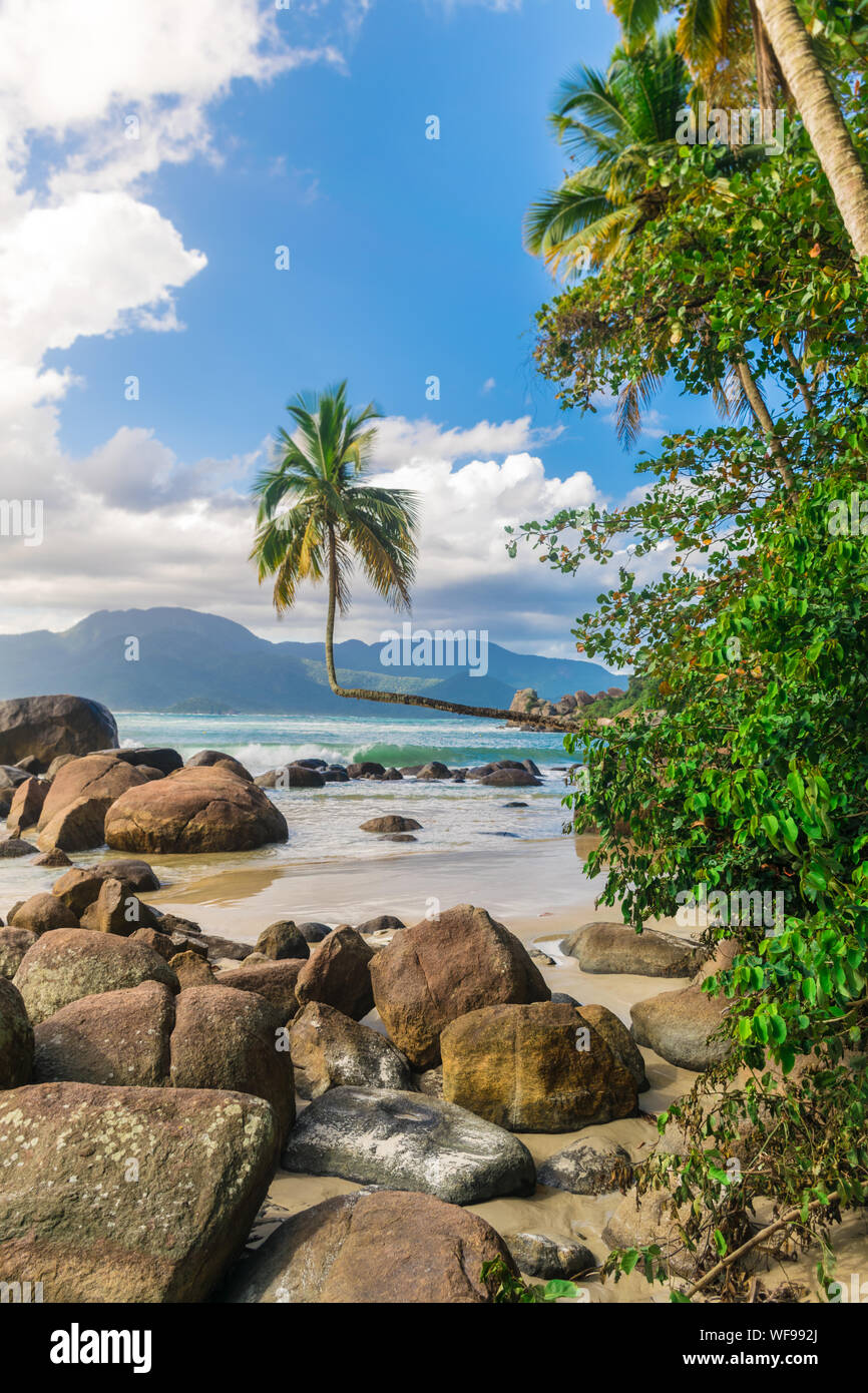 Tropical landscape of a sunny beach with an exquisite coconut tree grown in the horizontal, and big rocks by the sand near the native vegetation with Stock Photo
