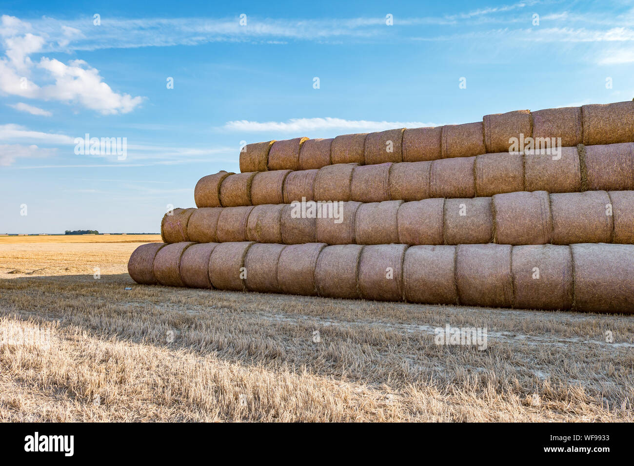 huge straw pile of Hay roll bales on among harvested field. cattle