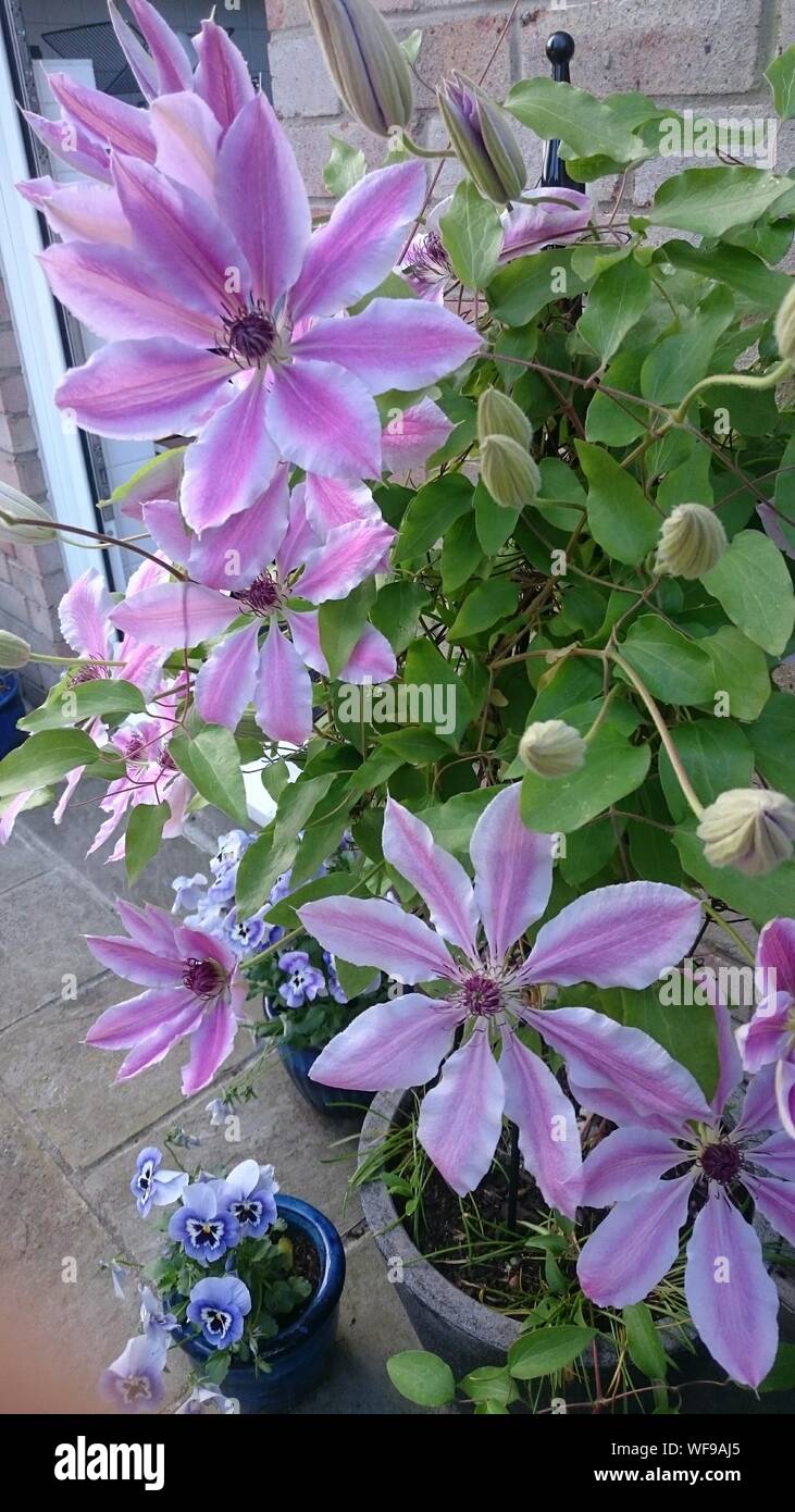 Pink clematis hi-res stock photography and images - Alamy