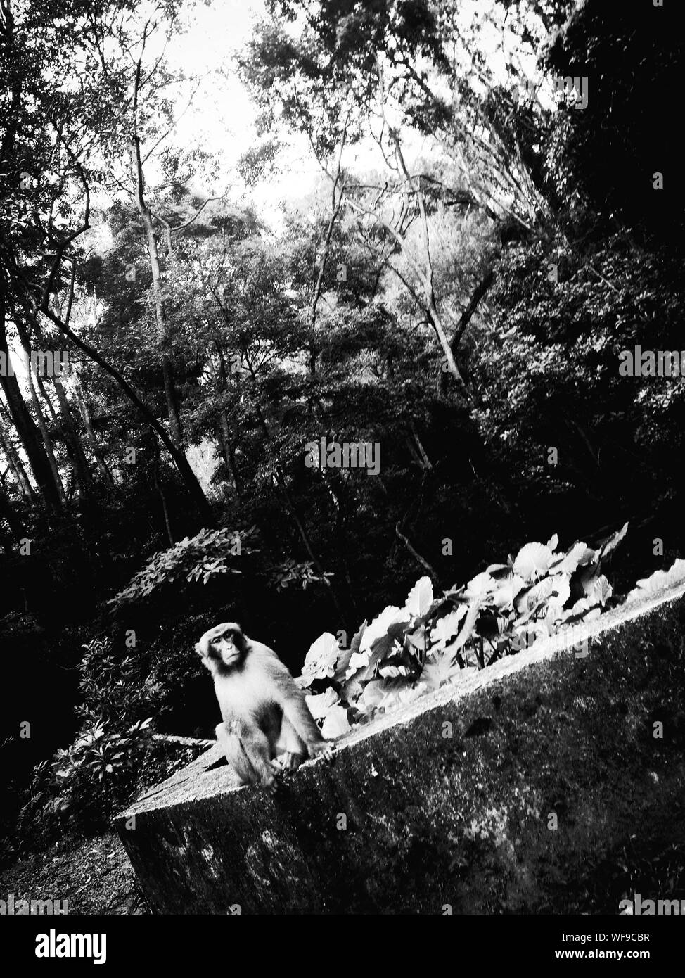 Monkey Siting On Concrete Platform Stock Photo - Alamy