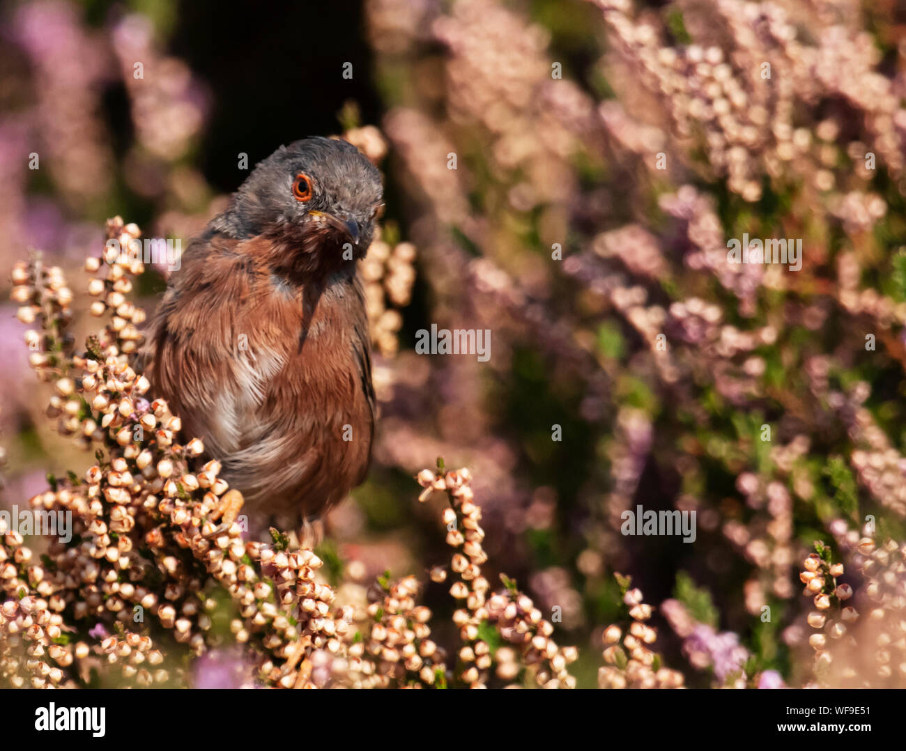Male Dartford Warbler (Sylvia undata) perched amongst flowering late Summer, Suffolk Stock Photo