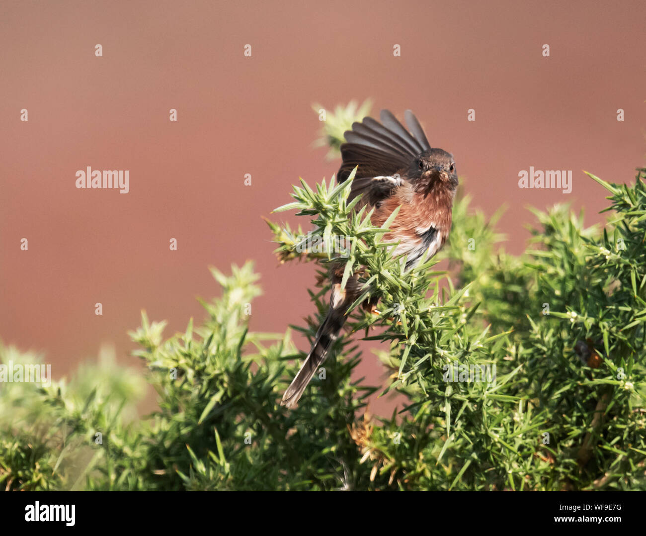 Male Dartford Warbler (Sylvia undata) perched on top of a gorse bush, Suffolk Stock Photo