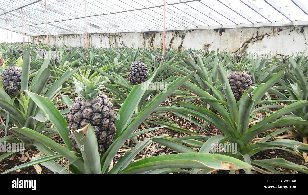 Pineapples Growing In Greenhouse Stock Photo Alamy