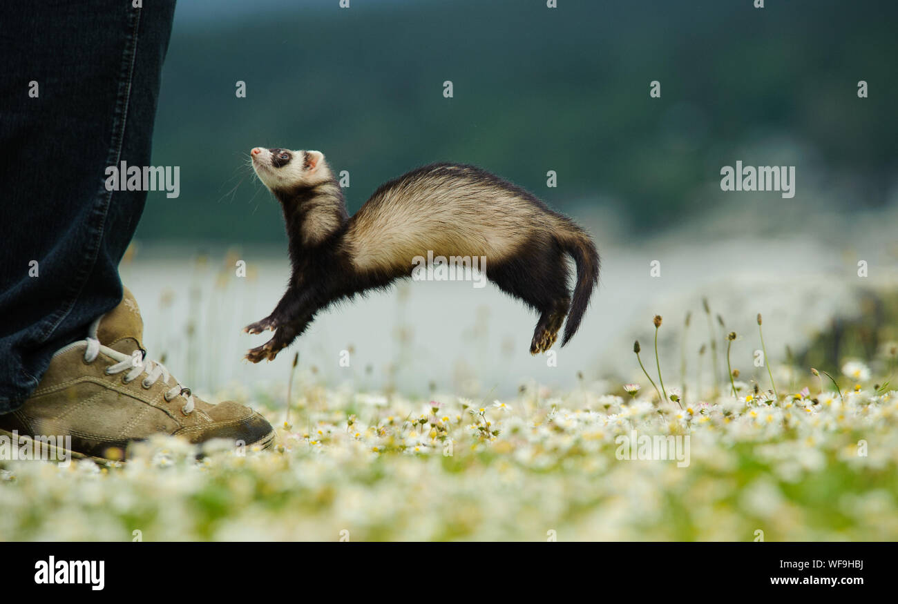 Low Angle View Of Small Animal Jumping In The Air Stock Photo